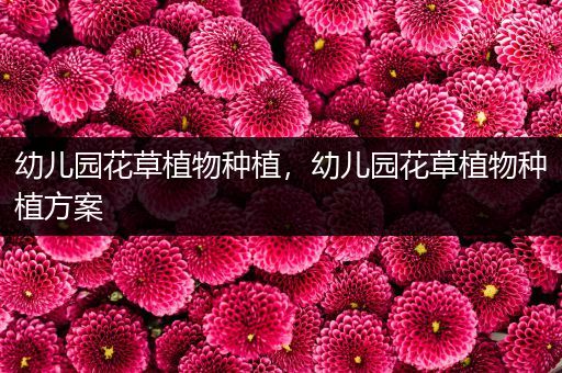 幼儿园花草植物种植，幼儿园花草植物种植方案