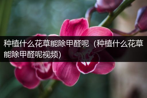 种植什么花草能除甲醛呢（种植什么花草能除甲醛呢视频）