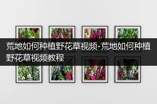 荒地如何种植野花草视频-荒地如何种植野花草视频教程