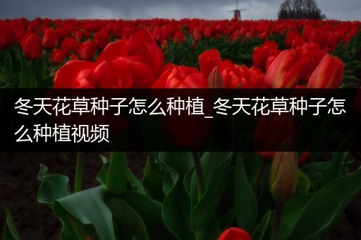 冬天花草种子怎么种植_冬天花草种子怎么种植视频