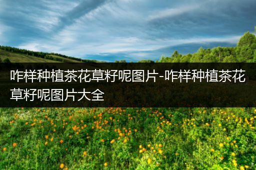 咋样种植茶花草籽呢图片-咋样种植茶花草籽呢图片大全
