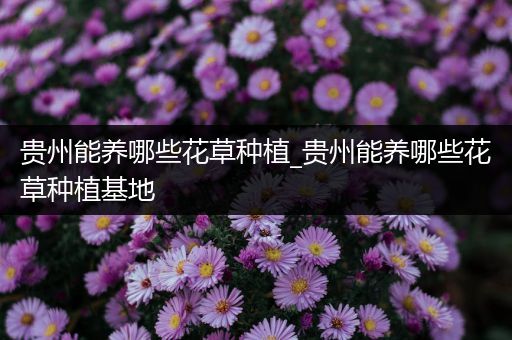 贵州能养哪些花草种植_贵州能养哪些花草种植基地