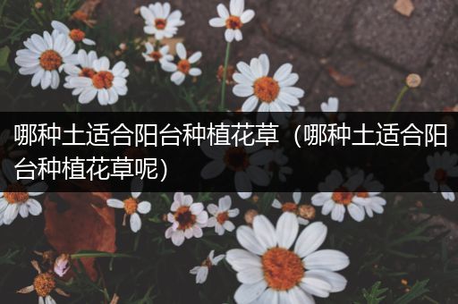 哪种土适合阳台种植花草（哪种土适合阳台种植花草呢）
