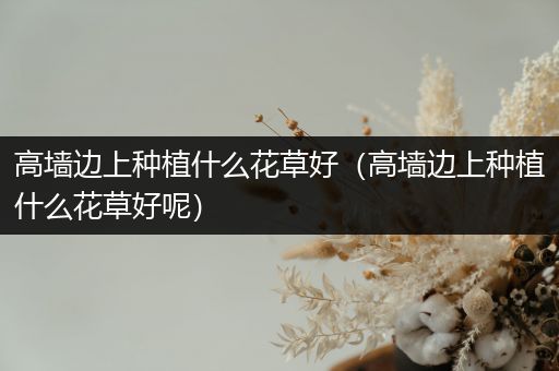 高墙边上种植什么花草好（高墙边上种植什么花草好呢）