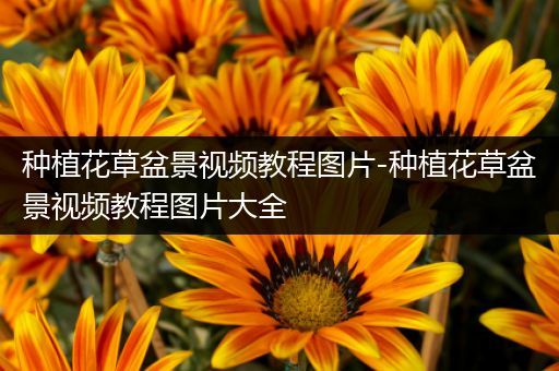 种植花草盆景视频教程图片-种植花草盆景视频教程图片大全