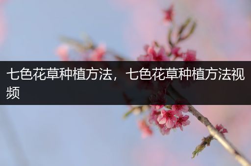 七色花草种植方法，七色花草种植方法视频