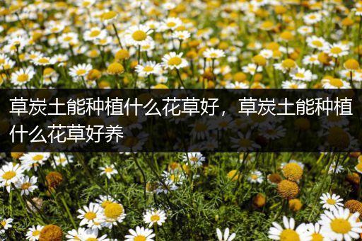 草炭土能种植什么花草好，草炭土能种植什么花草好养