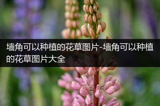 墙角可以种植的花草图片-墙角可以种植的花草图片大全