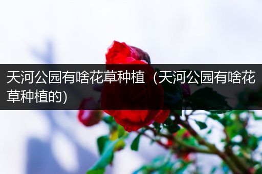 天河公园有啥花草种植（天河公园有啥花草种植的）