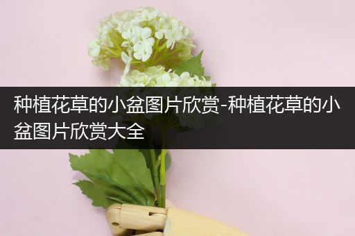 种植花草的小盆图片欣赏-种植花草的小盆图片欣赏大全