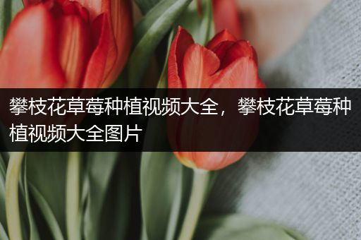 攀枝花草莓种植视频大全，攀枝花草莓种植视频大全图片