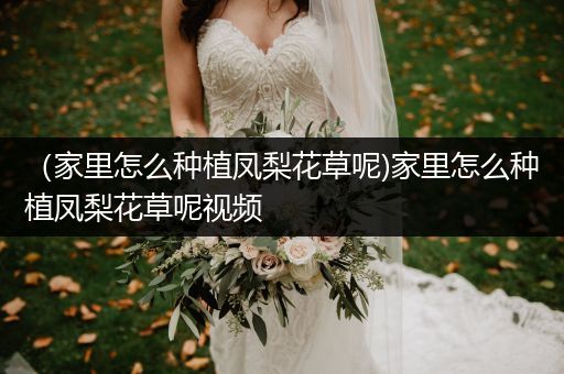 （家里怎么种植凤梨花草呢)家里怎么种植凤梨花草呢视频