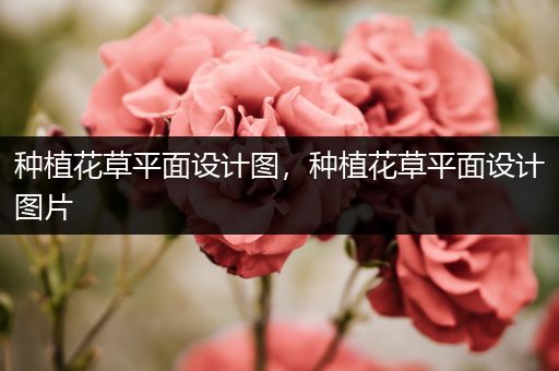 种植花草平面设计图，种植花草平面设计图片