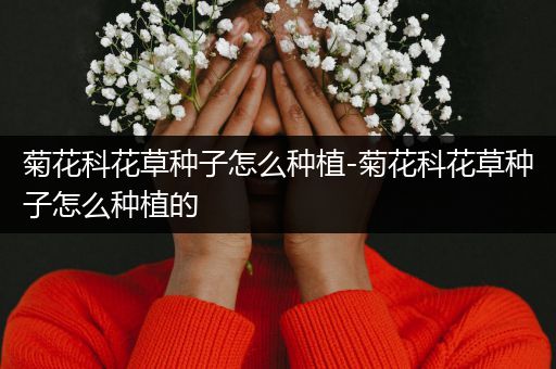 菊花科花草种子怎么种植-菊花科花草种子怎么种植的