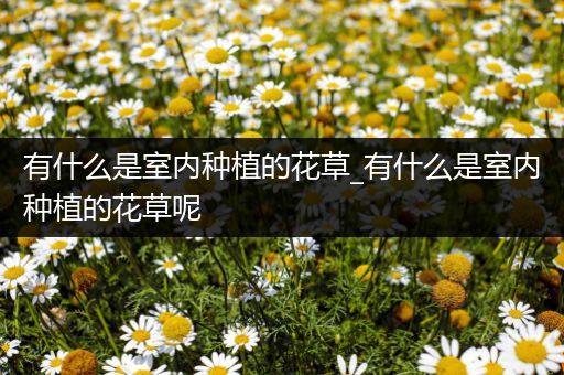 有什么是室内种植的花草_有什么是室内种植的花草呢