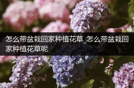 怎么带盆栽回家种植花草_怎么带盆栽回家种植花草呢