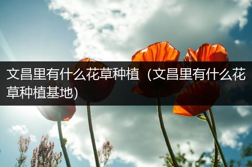 文昌里有什么花草种植（文昌里有什么花草种植基地）