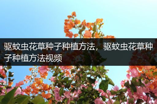 驱蚊虫花草种子种植方法，驱蚊虫花草种子种植方法视频
