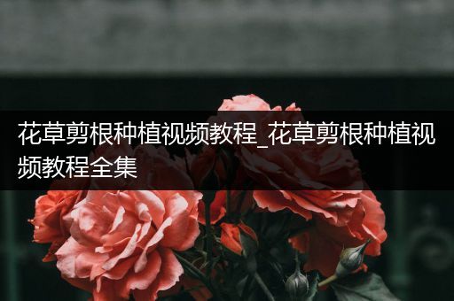 花草剪根种植视频教程_花草剪根种植视频教程全集