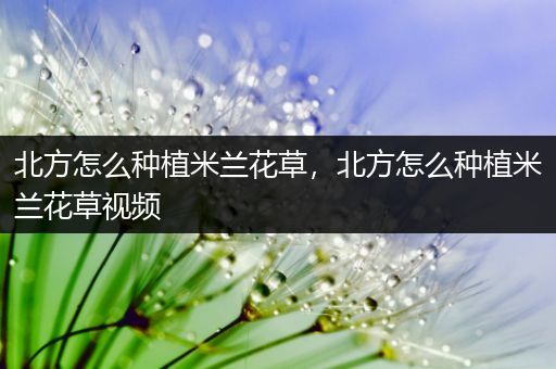 北方怎么种植米兰花草，北方怎么种植米兰花草视频