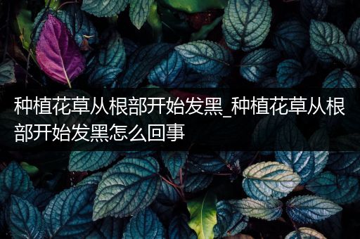 种植花草从根部开始发黑_种植花草从根部开始发黑怎么回事