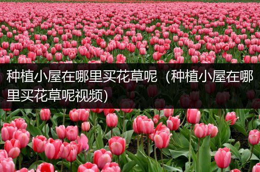种植小屋在哪里买花草呢（种植小屋在哪里买花草呢视频）