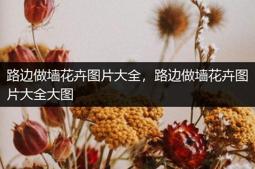 路边做墙花卉图片大全，路边做墙花卉图片大全大图