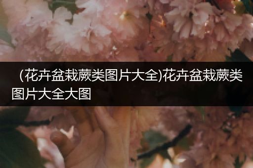 （花卉盆栽蕨类图片大全)花卉盆栽蕨类图片大全大图
