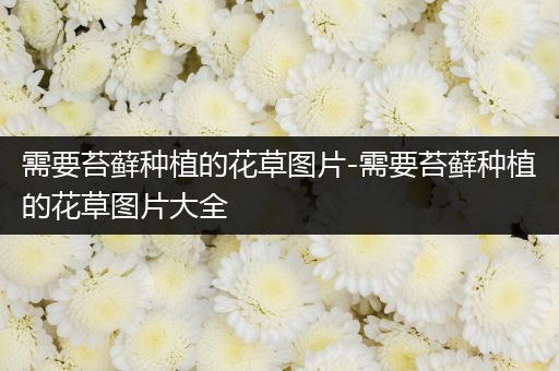 需要苔藓种植的花草图片-需要苔藓种植的花草图片大全