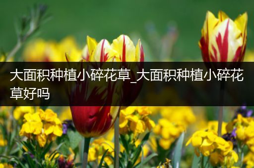 大面积种植小碎花草_大面积种植小碎花草好吗