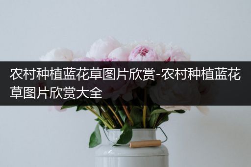 农村种植蓝花草图片欣赏-农村种植蓝花草图片欣赏大全
