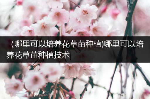 （哪里可以培养花草苗种植)哪里可以培养花草苗种植技术