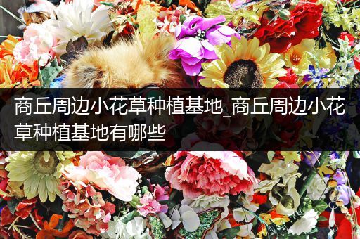 商丘周边小花草种植基地_商丘周边小花草种植基地有哪些