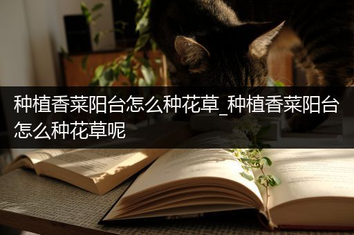 种植香菜阳台怎么种花草_种植香菜阳台怎么种花草呢