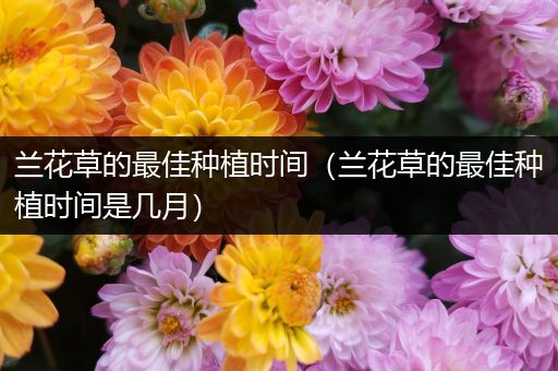 兰花草的最佳种植时间（兰花草的最佳种植时间是几月）