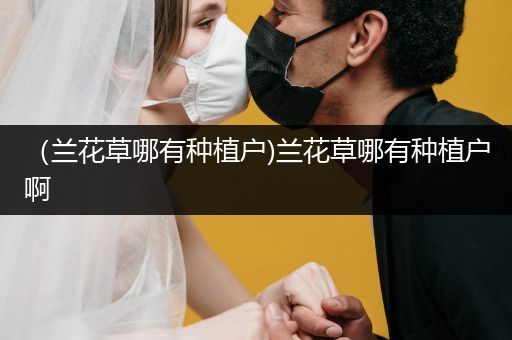 （兰花草哪有种植户)兰花草哪有种植户啊