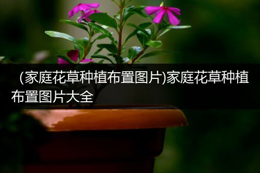 （家庭花草种植布置图片)家庭花草种植布置图片大全
