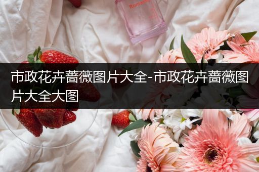 市政花卉蔷薇图片大全-市政花卉蔷薇图片大全大图
