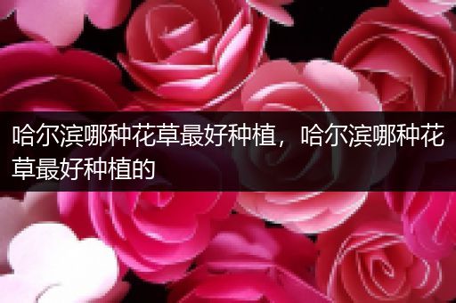 哈尔滨哪种花草最好种植，哈尔滨哪种花草最好种植的