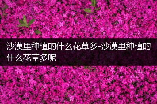 沙漠里种植的什么花草多-沙漠里种植的什么花草多呢
