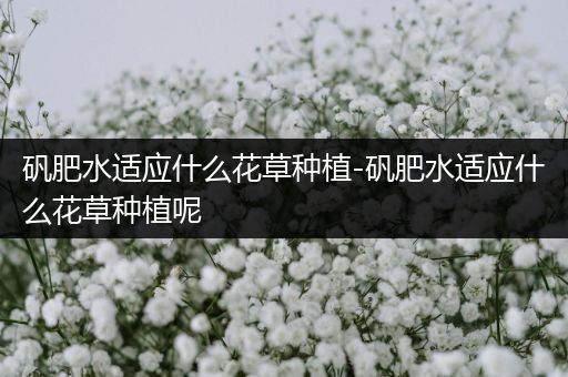 矾肥水适应什么花草种植-矾肥水适应什么花草种植呢