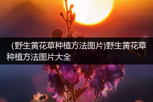 （野生黄花草种植方法图片)野生黄花草种植方法图片大全