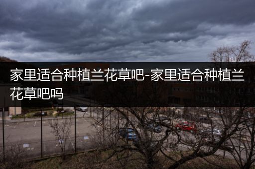家里适合种植兰花草吧-家里适合种植兰花草吧吗