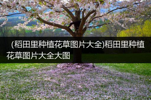 （稻田里种植花草图片大全)稻田里种植花草图片大全大图