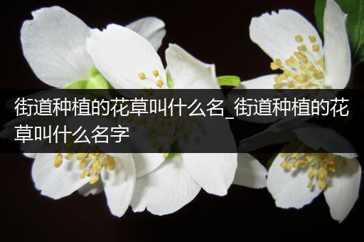 街道种植的花草叫什么名_街道种植的花草叫什么名字
