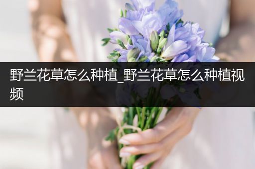 野兰花草怎么种植_野兰花草怎么种植视频