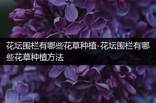 花坛围栏有哪些花草种植-花坛围栏有哪些花草种植方法
