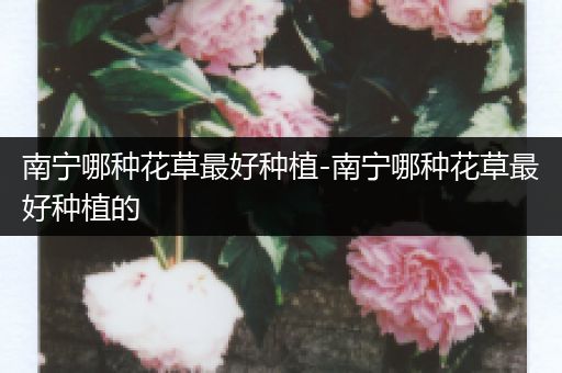 南宁哪种花草最好种植-南宁哪种花草最好种植的