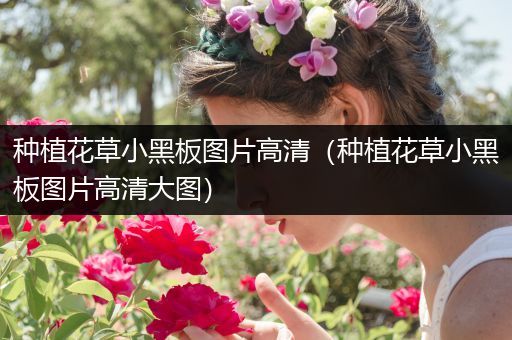 种植花草小黑板图片高清（种植花草小黑板图片高清大图）