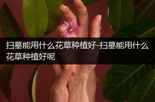 扫墓能用什么花草种植好-扫墓能用什么花草种植好呢